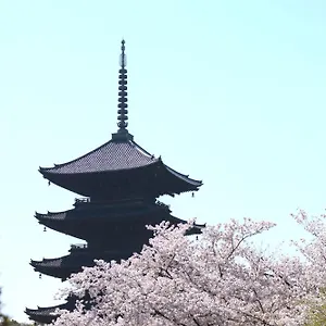 Sakura 椿 *** 京都